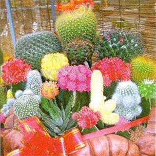 Hạt giống xương rồng mix ( 1 gói 20 hạt )