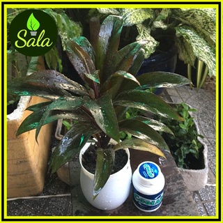 CÂY HUYẾT DỤ ĐỂ BÀN NHỎ