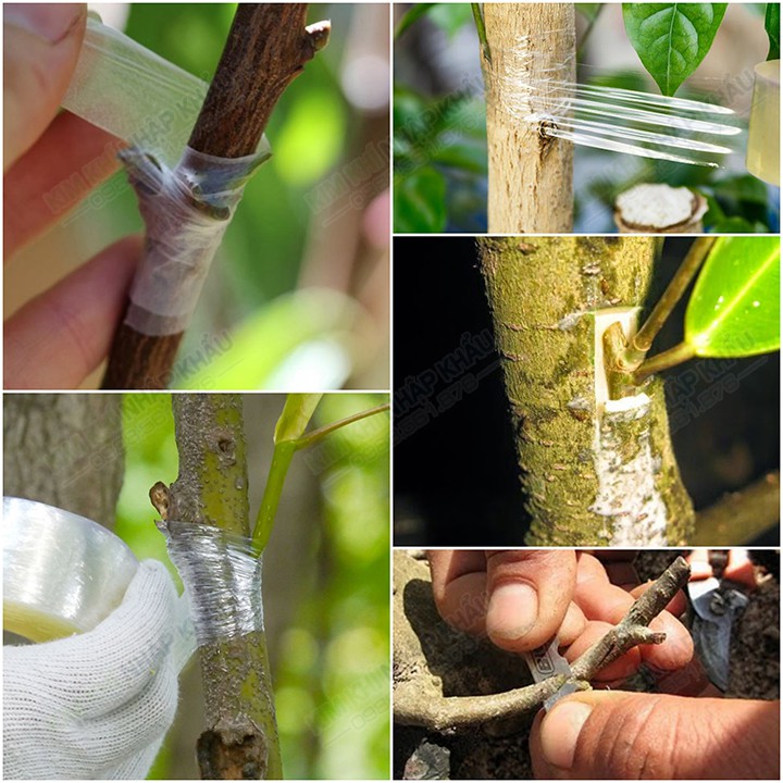 Cuộn băng nilon ghép cây tự hủy khổ 5 cm