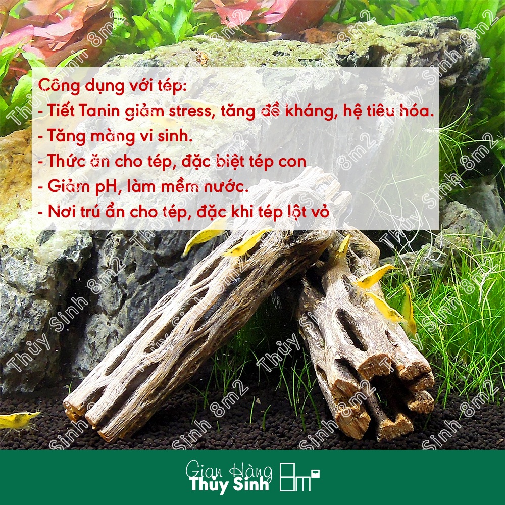 Lũa Cholla Cactus Lớn Trung Nhỏ - Đồ Chơi Cho Tép Cảnh Thủy Sinh - 8m2