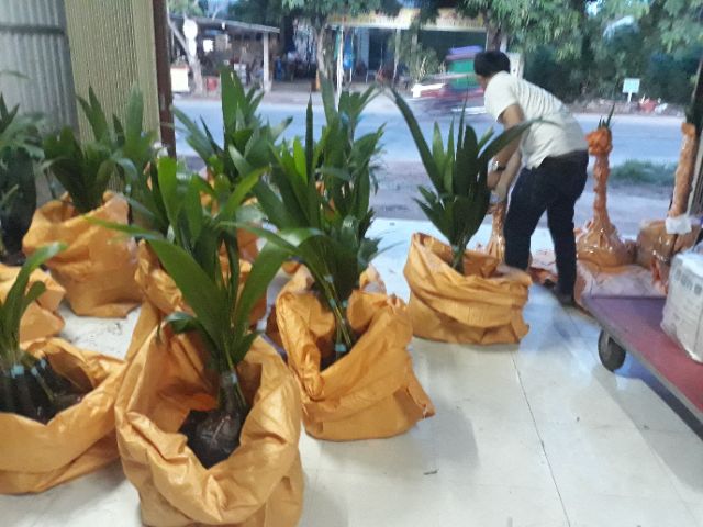 Dừa sáp 170k/1 cây