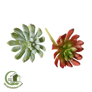 Cây sen đá giả - hoa sen đá bằng cao su - Màu trắng xanh và đỏ - Chọn loại