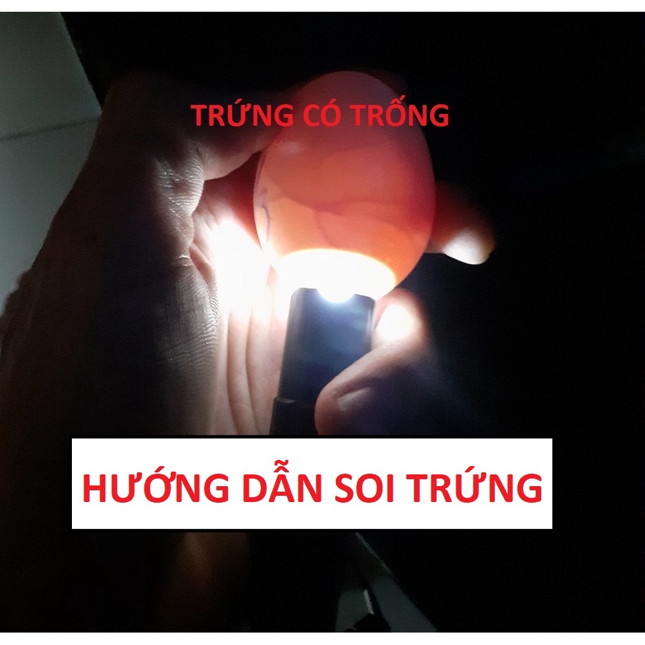 Máy ấp trứng Tuấn Trình