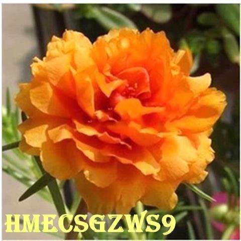 Hạt giống hoa 10h kép nhiều mầu sắc ra hoa quanh năm 200h
