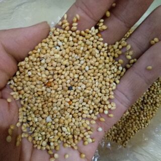 Hạt kê vàng có vỏ và tách vỏ