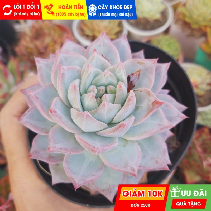 Sen đá blue bird - sen đá chim xanh, đã thuần khí hậu nóng, khoẻ đẹp, hoàn tiền khi cây bị hư hoặc lỗi