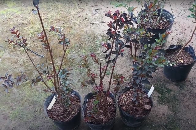 Cây HOA TƯỜNG VI HUYẾT LONG - CỰC HIẾM - gửi đi nguyên bầu + Tặng 02 cây nhót ngọt