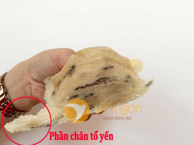 Yến sào nha trang_ yến chân thô loại già nguyên chất