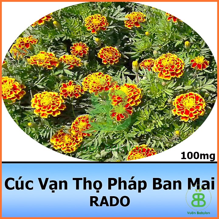 Hạt Giống Cúc Vạn Thọ Ban Mai 0,1G