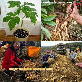Hạt Giống Củ Sâm Hàn Quốc - 5 Hạt