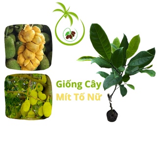 Giống Cây Mít Tố Nữ - tại Bến Tre | Sai Trái - Gân Lá Có Lông - Đốt Thân To - Cao Từ 50 - 80cm - Trái Hình Trứng Dài