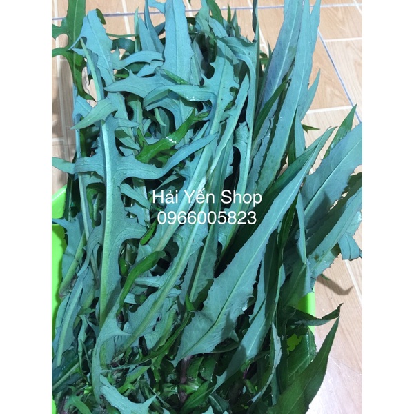 Bồ Công Anh sạch tươi_khô_cây giống