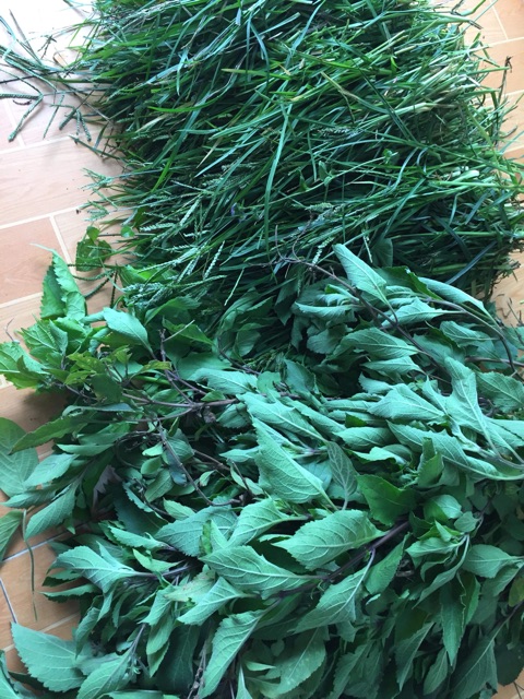 Dầu gội bồ kết cô đặc 💆🏻‍♀️Dầu gội thảo dược sạch gàu, nấm ngứa, chống, ngăn rụng tóc, mọc tóc | BigBuy360 - bigbuy360.vn