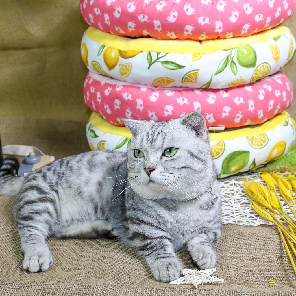 [Ảnh thật] Nệm bông họa tiết trái cây - con voi cho chó mèo dưới 6kg