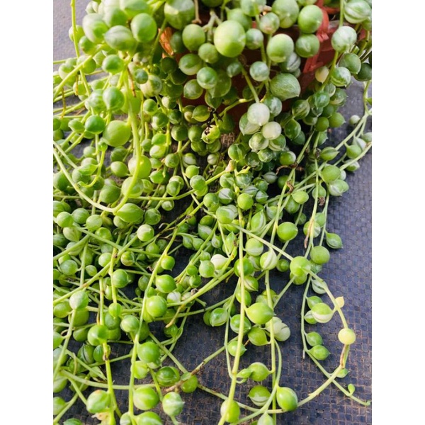 Chậu cứng 2 loại string var tuyệt đẹp