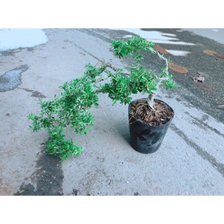 Linh Sam Bonsai
