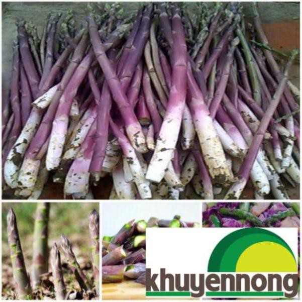 30 Hạt giống măng tây tím