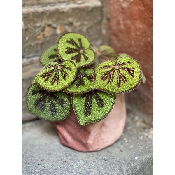Chậu cứng Begonia Masosiana