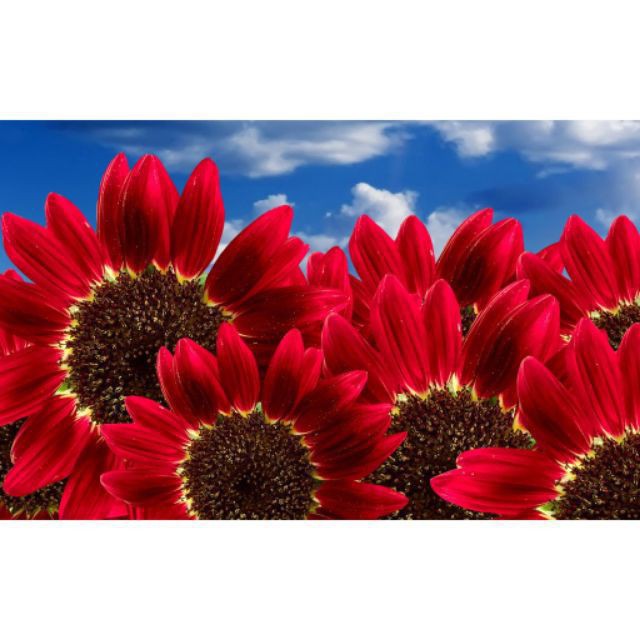 Gói 30 Hạt Giống Hoa Hướng Dương Đỏ Red Sun - Nanuseeds TÊT SALE ĐỒNG GIÁ SHOP MỚI