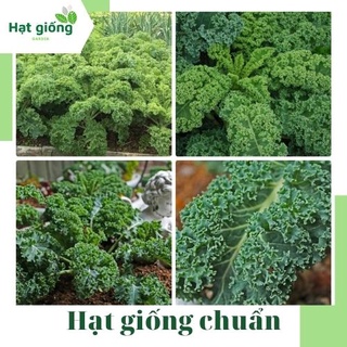 Hạt giống cải Xoăn Kale chất lượng, sinh trưởng mạnh, năng suất cao, cây trồng quanh năm 5g (Rạng Đông)