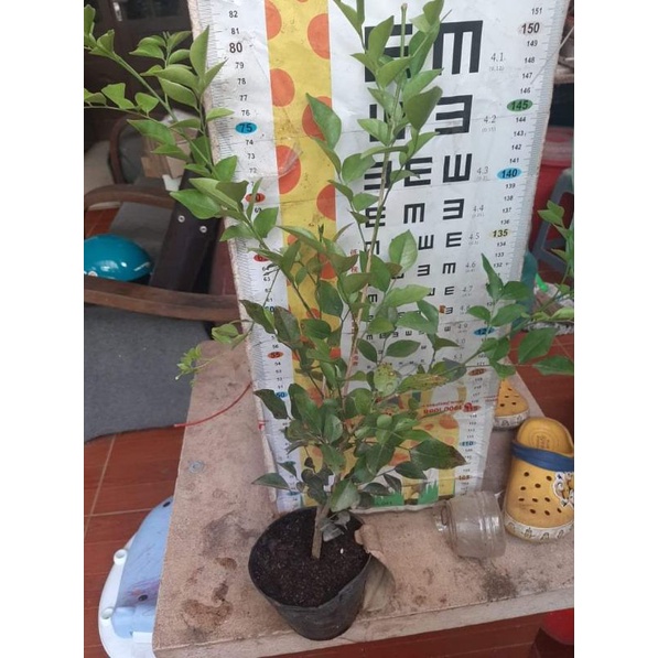 Cây giống Nguyệt quế (loại chơi hoa)