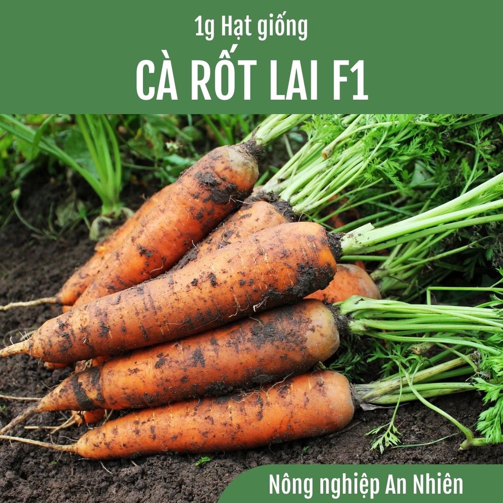 1g Hạt giống CÀ RỐT F1 cao sản cực dễ trồng