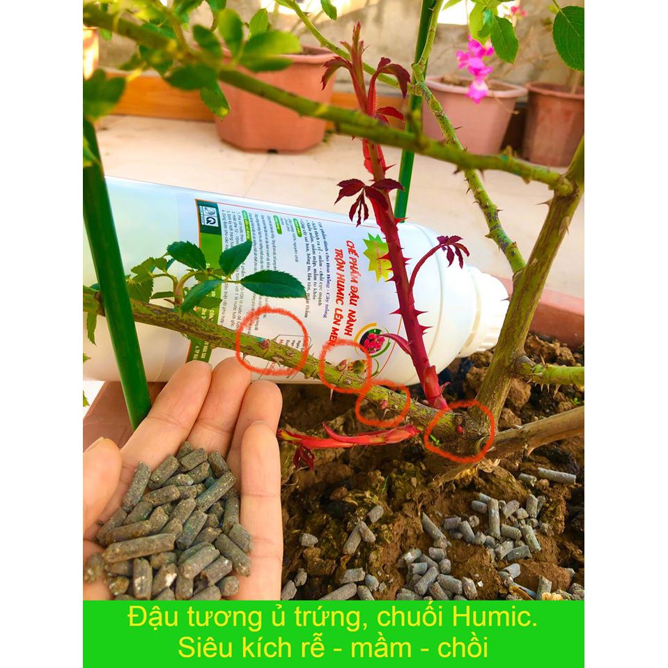 Chế phẩm đậu nành trộn Humic, chuối, trứng(combo 1 chai đậu tương+2kg phân Nhật)