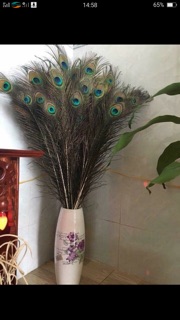 Lông công phong thuỷ