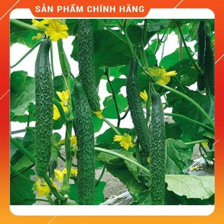 HẠT GIỐNG DƯA LEO NHẬT - 20 HẠT - TỶ LỆ NẢY MẦM TRÊN 90% - HỌC VIỆN NÔNG NGHIỆP VIỆT NAM