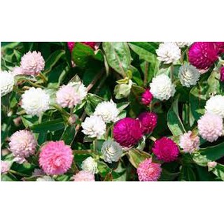 50 hạt giống hoa cúc bách nhật trắng