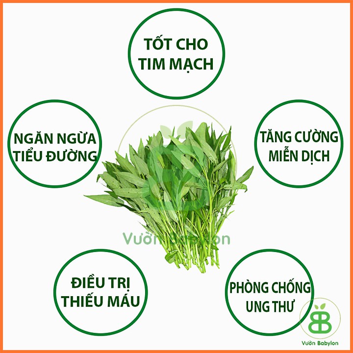 100GR (GÓI LỚN)  Hạt Giống Rau Muống Dễ Trồng, Nhanh Thu Hoạch