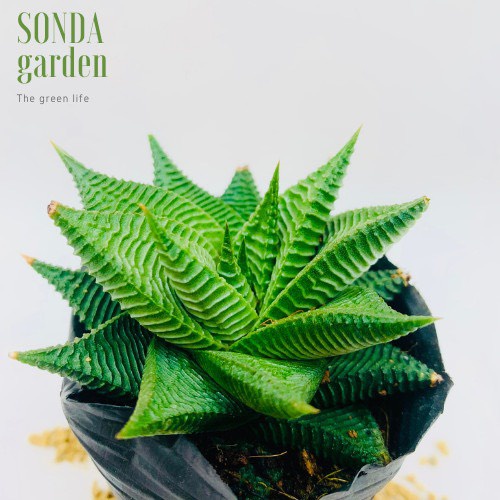 Sen đá móng rồng xoáy SONDA GARDEN size bé 5-8cm, xuất xứ Đà Lạt, khoẻ đẹp, lỗi 1 đổi 1