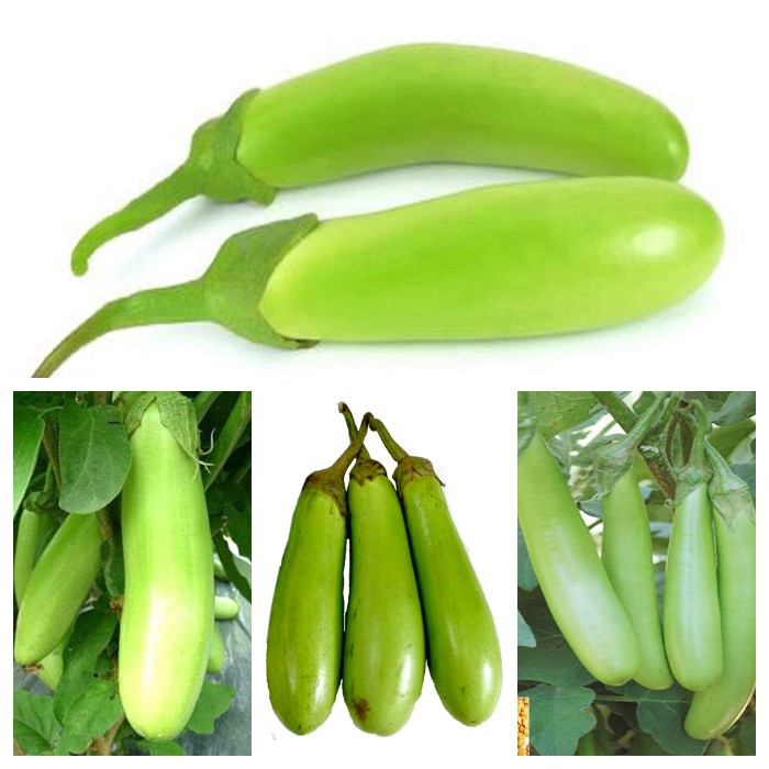 Hạt giống cà xanh mỡ năng suất cao gói 1gam giá rẻ
