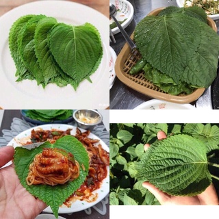 HẠT GIỐNG LÁ MÈ HÀN QUỐC TÁCH GÓI TO