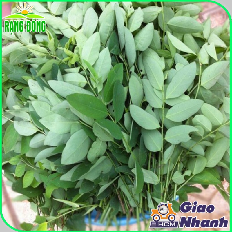 Hạt giống Rau Ngót (Rau Bồ Ngót) Trồng Quanh Năm, Sinh Trưởng Khỏe ( gói 1 gram) - Hạt giống Rạng Đông