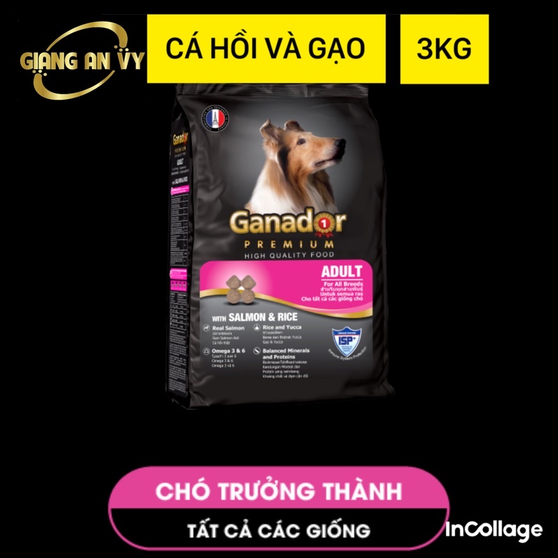 Ganador vị cá hồi và gạo - thức ăn chó trưởng thành