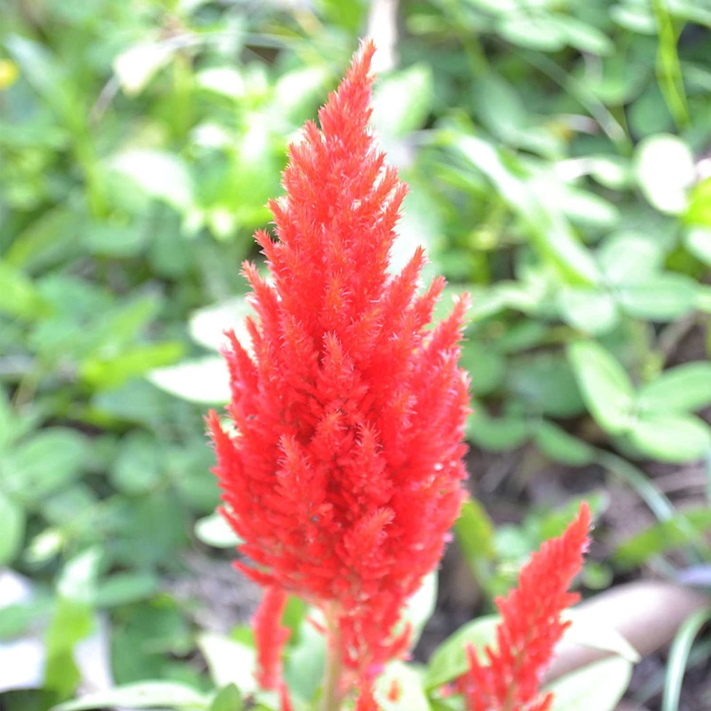 Hạt giống HOA MÀO GÀ LỬA Celosia lâu đài mận - Màu vàng - Hạt giống vườn hoa hàng năm - Celosia mậnosa