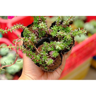 SEN ĐÁ SEDUM NẾP CẨM