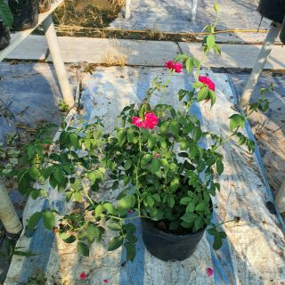 Hồng leo Tường Vy(chỉ ship miền nam và nam trung bộ) tặng kèm phân bón