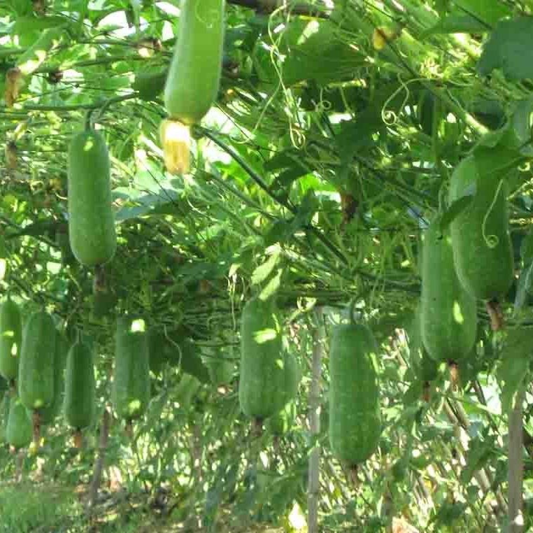 100 Hạt giống bí đao chanh - dễ trồng, ăn tươi