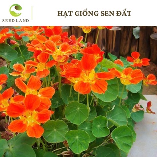 Hạt giống hoa sen đất - 20 hạt Seed Land nhập khẩu