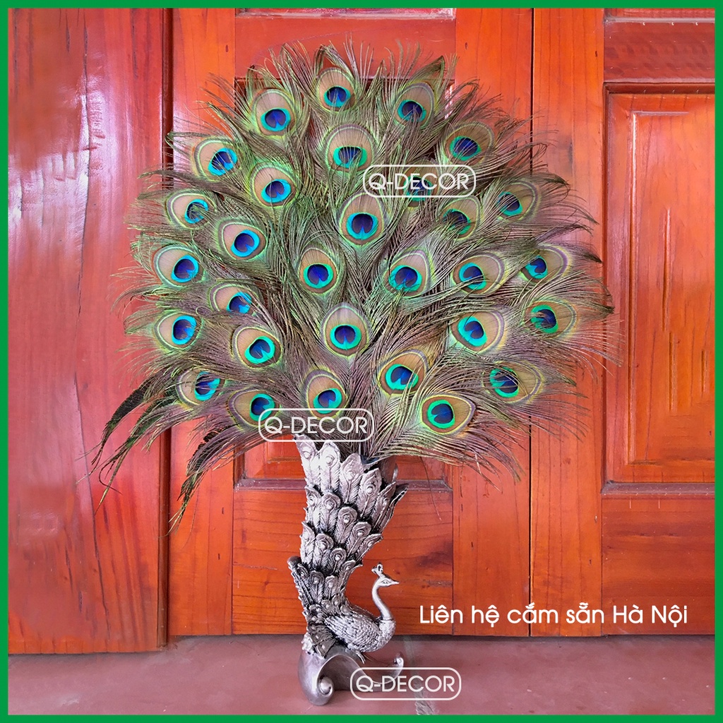 Bình cắm lông công Q Decor hình chim công và 30 cành lông công phong thủy, mắt to 4-6cm