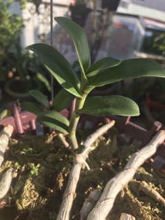 Phi Điệp Tím