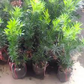 CÂY TÙNG LA HÁN HÀNG GIỐNG SIÊU ĐẸP, SIÊU KHỎE