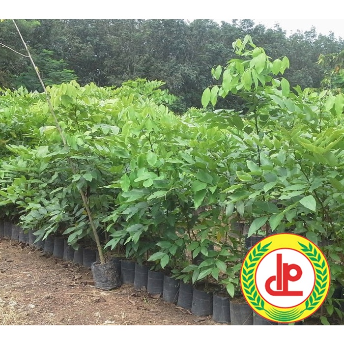 CÂY MUỒNG HOÀNG YẾN GIỐNG-CÂY CÓ GIÁ TRỊ KINH TẾ CAO