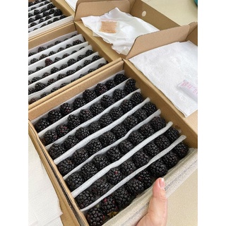 Mâm xôi đen, phúc bồn tử nhà trồng 500g