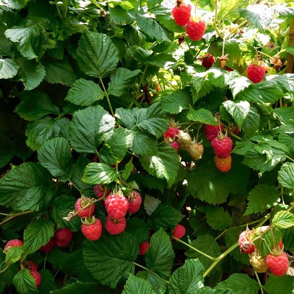 Giống Mâm Xôi Phúc bồn tử Raspberry seeds