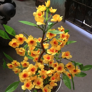 CÂY MAI GIẢ