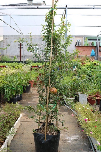 Lựu thái đang trái