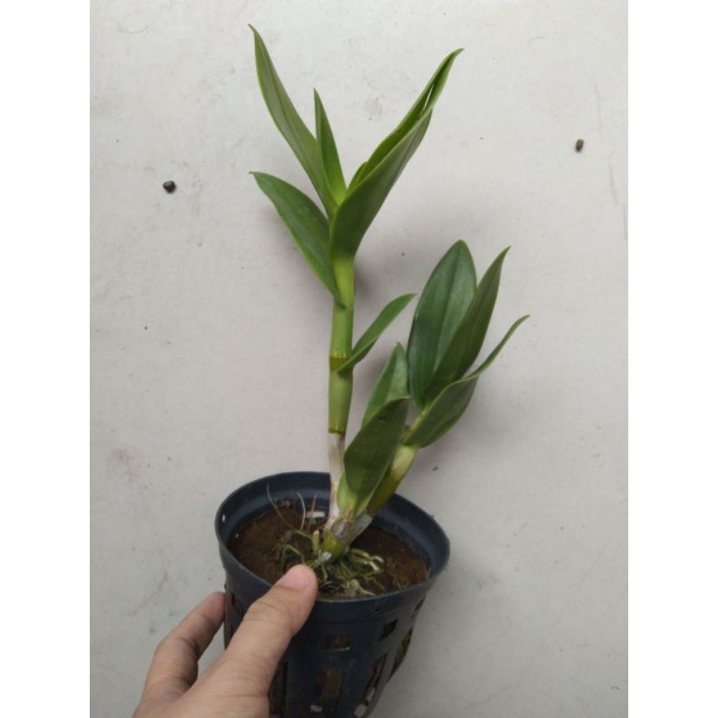 Lan Dendro nắng Bà Liễu